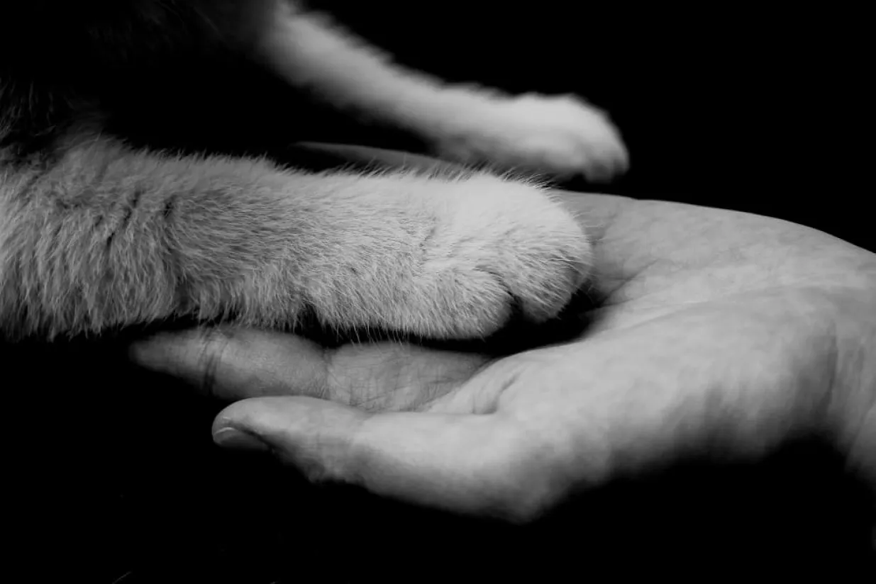 ¿Cómo afrontar el duelo por una mascota? Todo lo que debes saber