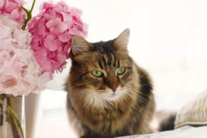 Cómo organizar una despedida digna para tu mascota en casa