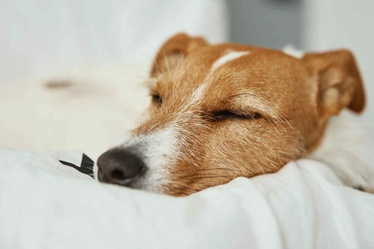 ¿Qué hacer si mi mascota muere en casa? Guía urgente, legal y servicios
