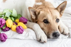 Cómo organizar una ceremonia de despedida para tu mascota es tu propia casa