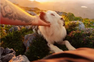 Opciones creativas para honrar las cenizas de tu mascota
