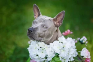 Descubre los pasos necesario y legales tras el fallecimiento de tu mascota en casa. Información sobre normativa, servicios de recogida y cremación en Valencia