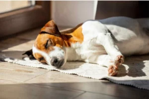 Descubre los pasos urgentes y legales tras el fallecimiento de tu mascota en casa.