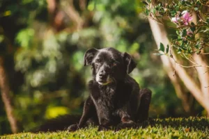 ¿Qué hacer si muere mi mascota? Guía de recogida y transporte