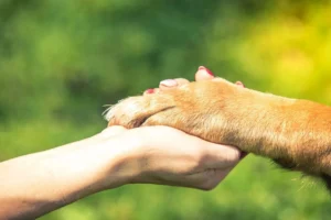 Cuándo decir adiós a tu mascota Guía de bienestar 