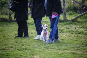 Qué tipo de cremación elegir para tu mascota: Comparamos la incineración individual y colectiva