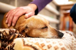 Descubre los requisitos legales para la eutanasia de perros con la nueva ley, cómo identificar el dolor en mascotas y cómo gestionar el duelo sin culpa