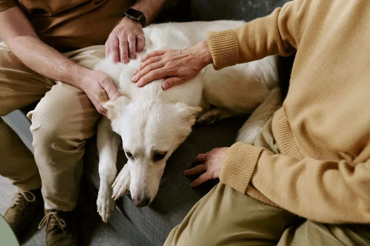 Eutanasia en mascotas y la importancia de una segunda opinión veterinaria
