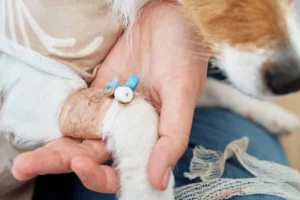 Eutanasia en mascotas y la segunda opinión veterinaria