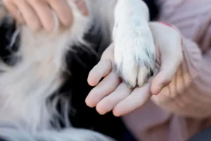 Despedida sin dolor y cuidados paliativos en mascotas