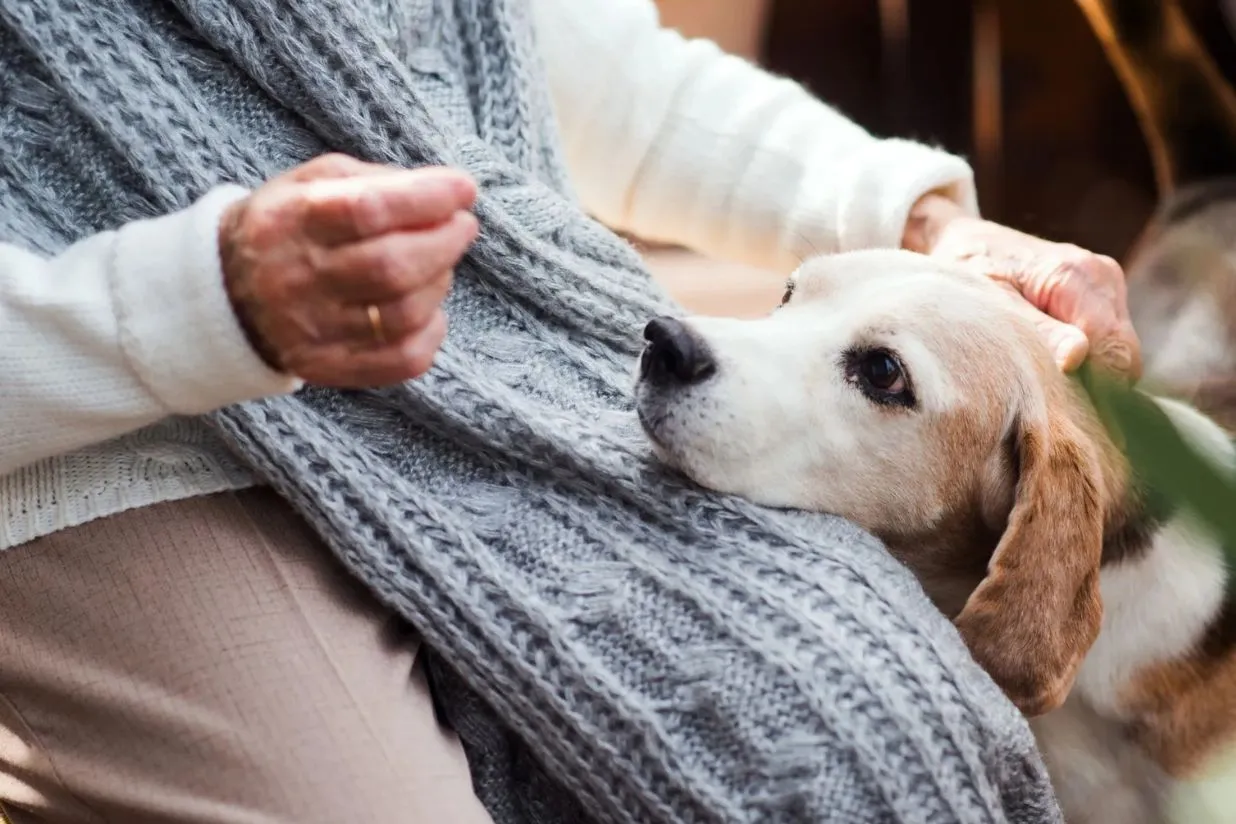 ¿Cómo garantizar la despedida de tu mascota sin dolor? El papel de los cuidados paliativos