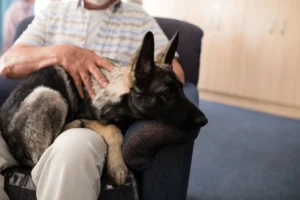 Descubre cómo despedir a mi mascota sin sufrimiento. Guía sobre cuidados paliativos en perros y gatos para garantizar su confort e higiene en casa