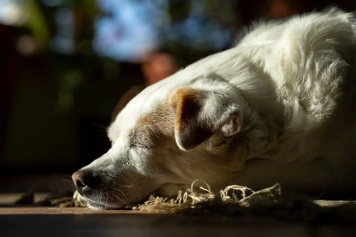Guía sobre la incineración de mascotas y todo lo que necesitas saber sobre el proceso