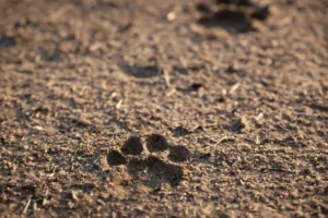 ¿Cómo es el proceso de incineración de mascotas? Descubre los tipos de cremación, duración y opciones para honrar la memoria de tu perro o gato con dignidad.