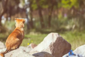 ¿Qué trámites son obligatorios cuando muere un perro o gato? Descubre cómo dar de baja el microchip, el censo y cumplir los plazos legales para evitar sanciones