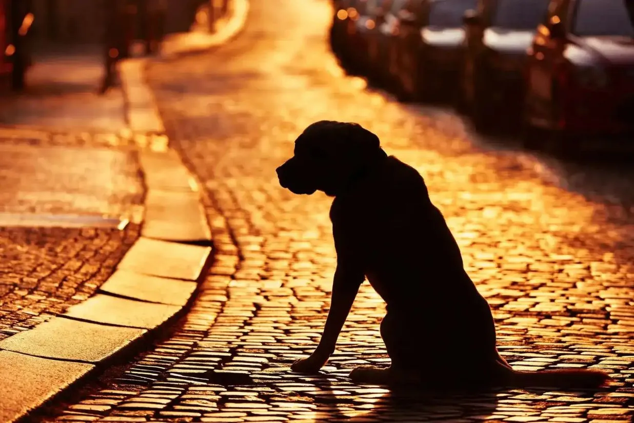 7 trámites legales obligatorios tras el fallecimiento de un animal en España