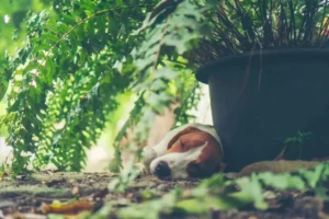 Trámites Legales tras la Muerte de una Mascota en España